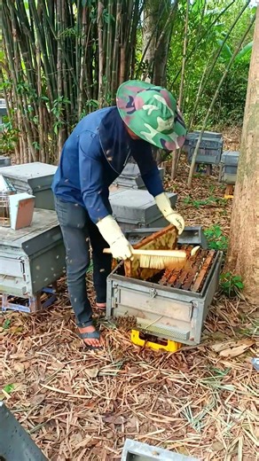 Harvest Golden Honey #beekeeping #beekeeping #honey #goldenhoney #bee