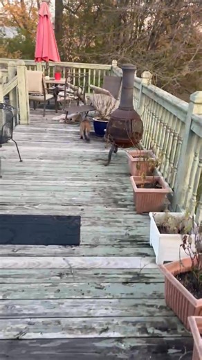 Mac Mac and the chipmunk… #Chipmunk #MaineCoonCats #MACMAC #Cats #CatVideos #HilariousCatVideos #HilariousMaineCoonCatVideos | Mike Hood