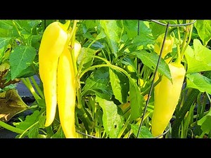 Crispy Pickled Banana Peppers