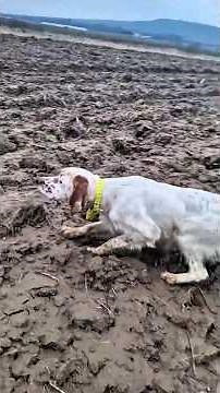 Wild dogs vs rabbit: the ultimate chase in the wild #shorts #wildlife