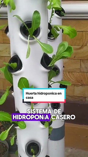 Cómo hacer una huerta hidropónica en casa: Guía paso a paso