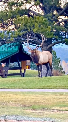 A bull elk’s bugle isn’t just a call — it’s a display of dominance and attraction. During the rut, he uses it to gather cows and warn off rival bulls. #bullelk #elkrut #bugle #coloradowildlife #untamednature #wapiti #wildlifereels #bigbull #iphone17promax #foryoupageviralジ | The Untamed View