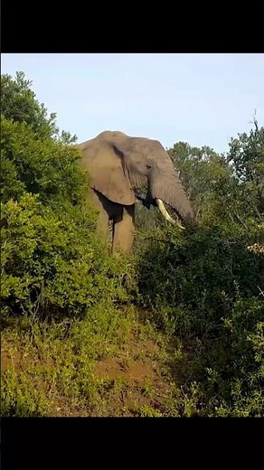 Wild Elephant Close-Up 🐘 | Rare Nature Footage” #shorts