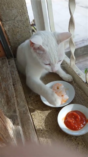 Cat Eating Shrimp With Sauce #cats #cat #prettycat