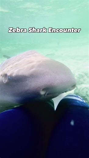 Only 2 weeks left of our SPECIAL DEAL on the Reef Shark Encounter & Feed and Zebra Shark Encounter! For just $110 (entry pass not included), you’ll immerse yourself into our Warm Winter Elasmo experience ~ an indoor, heated tropical lagoon teeming with sharks, rays, and other stunning marine life 🦈☀️ 🔥 Offer ends Sept 21 📲 Book now before this deal finishes! https://sharkandrayencounters.rezdy.com/709709/the-winter-elasmo-special-110-packaged-with-entry-pass-ages-12 #irukandji #warmwinter #el