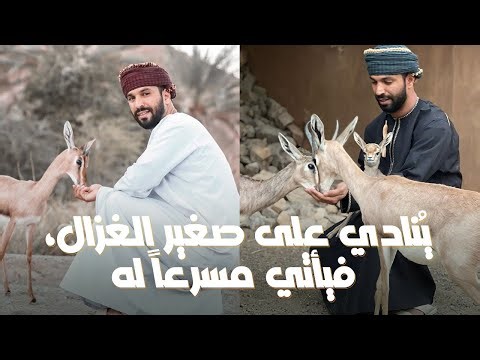 يُنادي هذا الرجل صغير الغزال فيأتي مُسرعاٌ له
