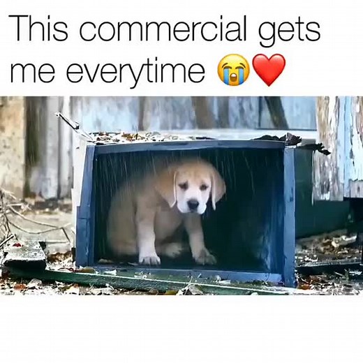 Follow for more cute and funny dogos daily 🐶🐕 . . . #dogs #doglife #doglover #dogstagram #dogoftheday #instagood #nature #doggy #animal #photography #photooftheday #dogslife #cutedog #happydog #adoptdontshop #cachorro #happy #puppylife #cutedogs #hundeliebe #rescuedog #pup #lovedogs #labrador #picoftheday #perro #dogsofinstaworld #pitbull #follow #like . | Dogozreels