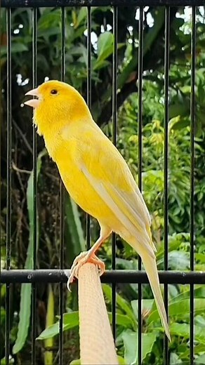 canary singing a song | bird sound #birds #animals #canary #funnyanimals