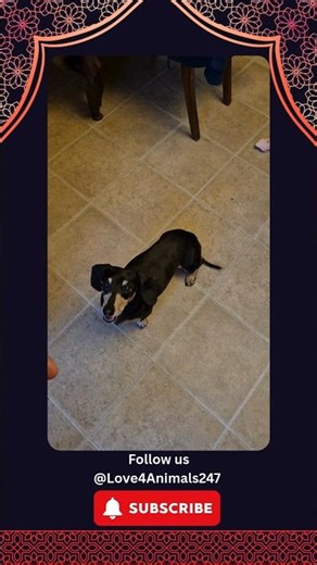 “She learned ‘Bang Bang’ in ONE DAY… I’m not okay 😱🐾” #dogtricks #bangbang #subscribe #cantbelieve