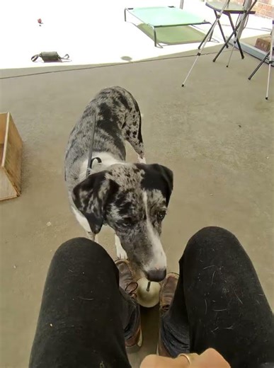 Cookies and cream doing tricks #gsp #aussie #trick #tricks