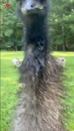Real Emu Sounds | High Quality | Fascinating Emu Sound Experience! | 4K #shorts