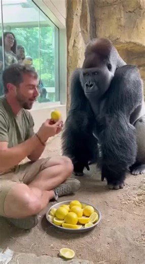 Gorilla's Hilarious Reaction Caught on Camera
