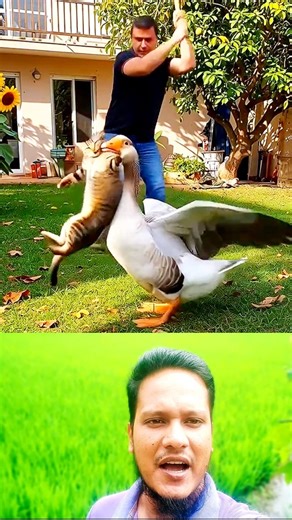 #goose #attack #cat #wildlife #animals | Mohammed Ariful Islam