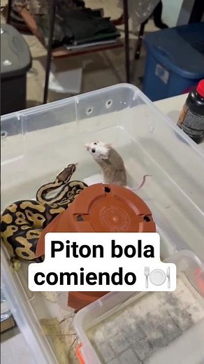 Ball python eating 🍽️ #animals #pets #reptiles #snake