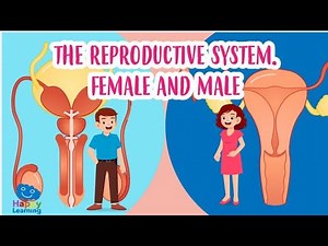Pre-exam most important Reproductive systems (male and female) cases revision