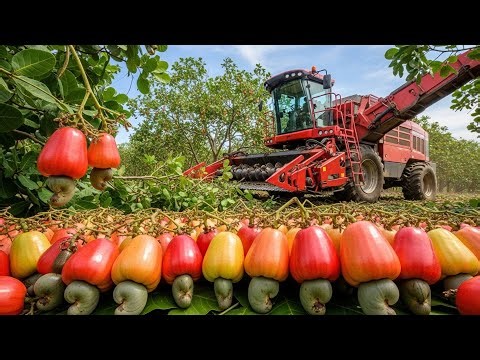 Inside Cashew Nut Farming: Harvesting and Processing 3.9 Million Tons | Agricultural Secrets