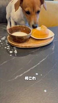 【初めてのお泊まり旅行in群馬】 #dog #puppy #犬 #旅行 #ペット #vlog #youtubeshorts #赤ちゃん #ジャックラッセルテリア #犬のいる暮らし #youtube