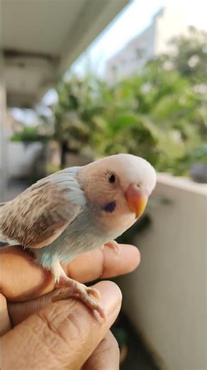 cute blue parakeet #anusreepetsworld #budgies