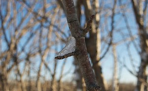 Winter Protection for Fruit Trees