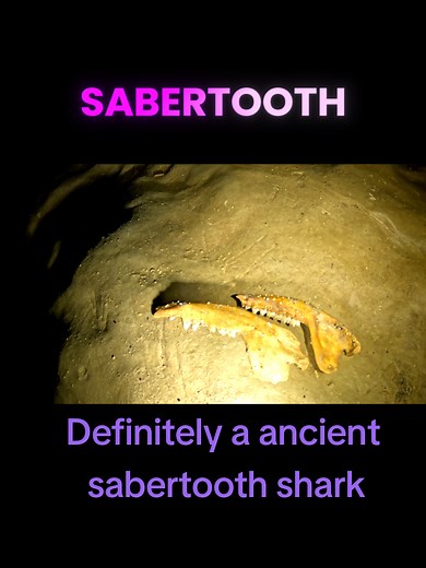 Exploring Ancient Sabertooth Shark Bones