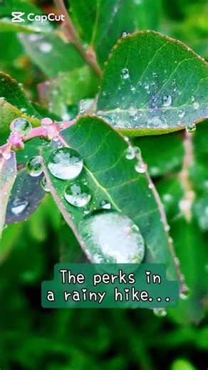 【最高のご褒美】霧雨の森を歩く🌲💧The perfect reward found on a rainy hike #shorts #278
