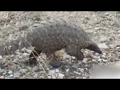 Pangolin Walking
