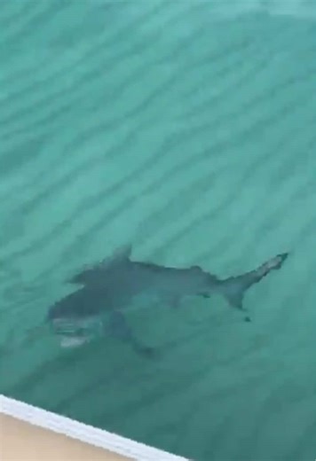 Shark Attack During Dolphin Tour Adventure