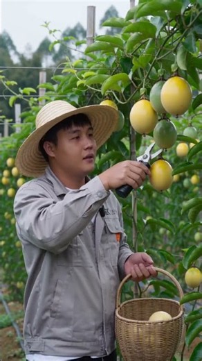 Harvesting Fresh Golden Passion Fruit in Orchard #shorts