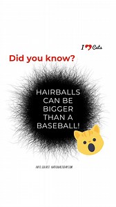 6.1K views · 896 reactions | Happy Hairball Awareness Day everyone! Let's take some time today to learn more about hairballs, how to prevent them, and keep our kitties happy and healthy. #HairballAwarenessDay #CatsRule ❤️ | iHeartCats.com | Facebook