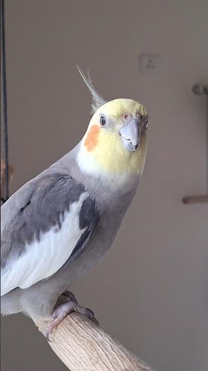 Cockatiel Singing | Cockatiel Chirping | Cockatiel Sound | Kutus singing and chirping on the perch.