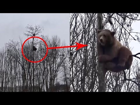 Brave Brown Bear Climbs Up 60ft Tree