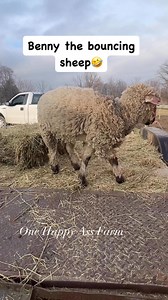 22K views · 1.7K reactions | Benny the sheep is just too funny! Best sheep ever #reels #fbreels #onehappyassfarm #farmlife #bennythesheep #sheep #farmanimals #funnyanimals | One Happy Ass Farm | Facebook