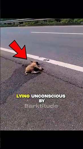 DOG Left Unconscious On The Road😱