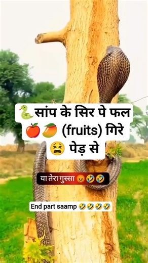 🤣🐍Saamp Shocked! Bandar Ka Dangerous Reply 🐒 | Monkey Snake Video #shorts