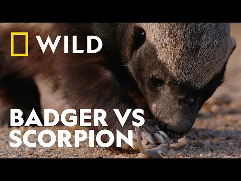 Life of Fearless Confrontation | The Incredible Honey Badger | National Geographic WILD UK