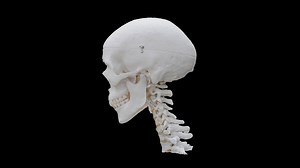 3D Rendered human neck and skull with 360 degree rotating animation, Human Skull and Neck bone 3D structure with black background