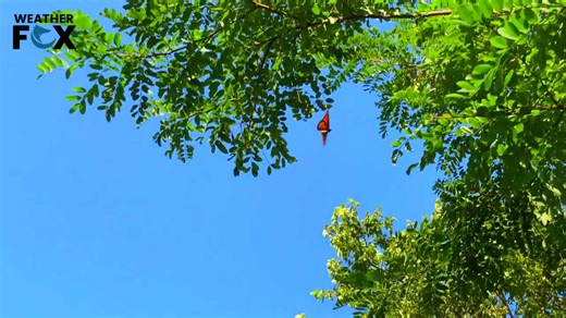 How Animals Use Quantum Physics to Navigate the World! 🐦🔬