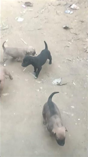 dogs fun time cuties 😻🥰