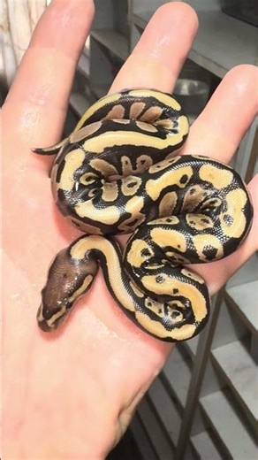 pitón bola (python regius) fase Fire, www.constrictorchile.cl