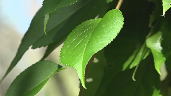 Asiatic bittersweet: Invasive species is causing big problems in Maine