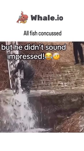 @zonofun on Instagram: "This viral video captures a school of mullet fish leaping from shallow water straight into a concrete sea wall, earning the caption “All fish concussed 😭😭😭” for their apparent stunned flops back into the sea. - Posted December 24, 2025, by @pmcafrica—a South African creator focused on gaming and media—it exploded to over 1 million views in two days, with replies amplifying the humor through puns on fish “deaths” and failed escapes. - Mullet breaching, which can propel