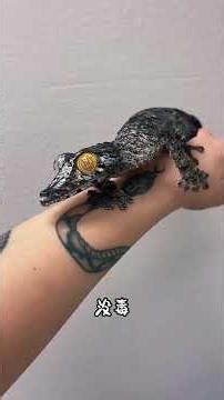 20 Unique Lizards: Can You Spot the Rare Ones