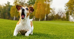 The laws on dog barking and how to avoid being in big trouble