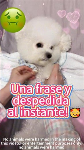 How to offend the queen with just one sentence!🥰🐶🤷