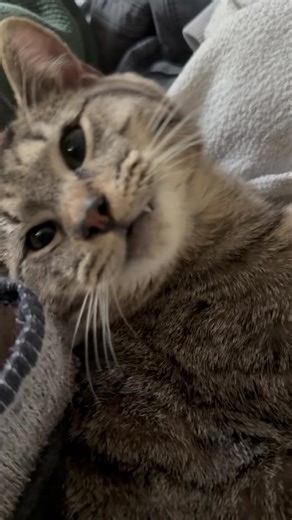 Juniper 🫐 Juniper was a kitten found at east rock park a few weeks back, her initial post generated a lot of attention but not much follow through 😕 Juniper is about 3-4 months, fiv/felv negative, spayed and vaccinated, she loves the other cats in her foster home, dogs unknown. Please help us find Juniper her forever home, preferably one with warm laundry piles 😉 | Branford Compassion Club