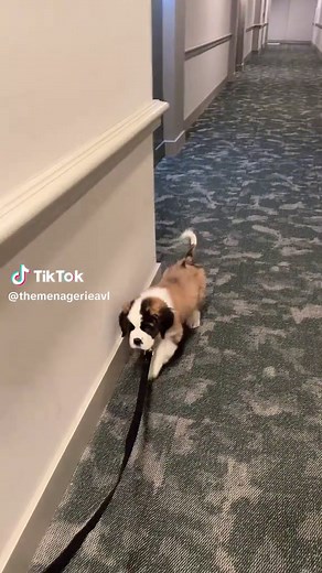Proudly Learning the Saint Bernard Puppy Routine