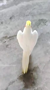 154K views · 7.8K reactions | Cute Opera Singing Moments ✨列☺️...