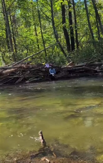 Coquitlam, British Columbia: Indian immigrant washes clothes in the river, using harmful detergents. Locals shout out to him that the detergent will affect the salmon and other wildlife.