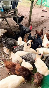 Feeding azolla to our free range chickens!