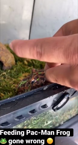 PAC-Man Frog Feeding #Gone Wrong
